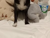 Chihuahua Dişi Kızımız
