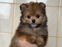 POMERANİAN POODLE POMAPO YAVRUMUZ