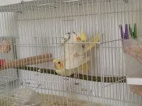 Mükemmel eş sultan papağanlar