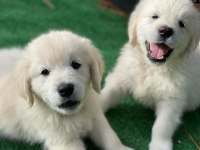 WHİTE GOLDEN RETRİEVER PUPPY ERKEK