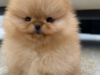 Pomeranian yavrularımız beyaz Orange mevcut