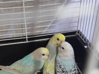 Yeni yeme düşen rainbow muhabbet kuşları yavrular