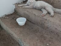 BRİTİSH LONGHAİR DİŞİ KEDİMİZ