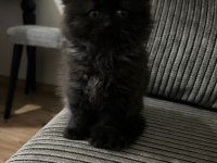 British longhair kedimize yuva arıyoruz yavrumuza