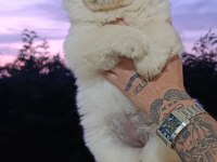 CHOW CHOW BEBEKLER