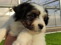 3 erkek 60 günlük köpeğimiz ankara