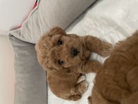 Poodle Köpeğimiz