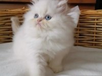 Muhteşem Chinchilla Güzellik Yavrum