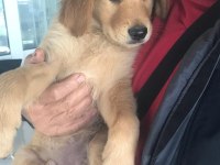 2,5 aylık golden retriever kızımız yeni ailesini arıyor