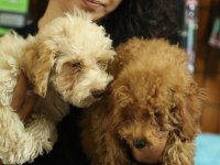 Toy Poodle (Red- Apricot) Antialerjik, Korkusuz, Çok Zeki