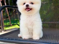 Orjinal Pomeranian Boo
