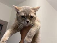 British Shorthair 8 Aylık Kedimiz