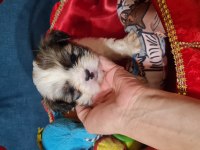 2 aylık dişi erkek morkie
