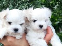 Anne Altından Maltese Terrier Dişi Ve Erkek