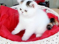 Show kalite exotic shorthair dişi yavrular