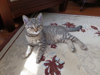 Oyuncu 3 Aylık Erkek İki British Shorthair Yavrularımız