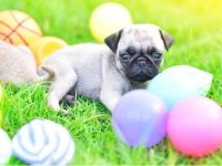 Irk Ve Sağlık Garantili Pug