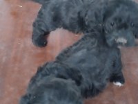 Cockapoo bebekler