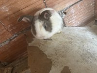 Tavşan yavruları 1 aylık