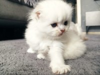 scottish straight erkek yavru kedi