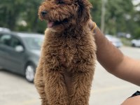 SAHİBİNDEN YAŞINA GİRMEK ÜZERE POODLE