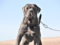 KİFŞecereli Cane Corso