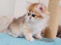 British longhair dişi ve erkek yavrularımız