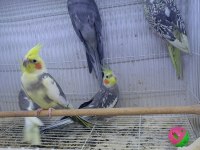 Sultan papağanları sarı beyaz gri