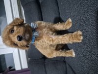 Toy poodle 6 yavrumuz