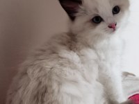 Şecereli anneden ve babadan ragdoll