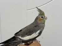 Sultan Papağanı Sahiplendirilecekler