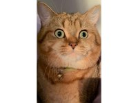 5 YAŞINDA KEDİMİZİ ACİL SAHİPLENDİRECEĞİM