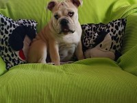 ORİJİNAL IRK ENGLİSH BULLDOG YAVRUMUZ