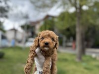 OYUNCAK GİBİ POODLE BEBEKLER
