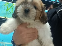 3 aylık dişi shih tzu yavrular