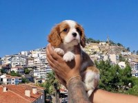 Sağlıklı cavalier king charles yavruları