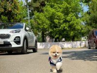 Mini Boy Show Kalite Pomeranian Sağlık Garantili