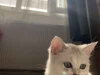 Sliver yavru british shorthair kedim