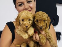 Red toy poodle yavrularım