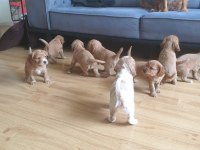 Çok ama çok uygun bayram şekeri cocker köpekler