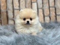 Küçük pomeranian yavrularımıza yuva