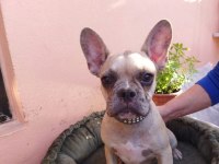 French Bulldog 3 Aylık Dişi