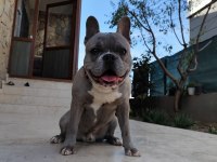 French bulldog oğluma eş arıyorum