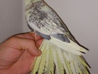 Full Evcil Pied Konuşan Sultan Papağanı