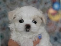 SAFKAN ANNE BABADAN MALTESE YAVRULAR