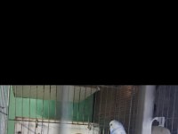 Renk güzeli muhabbet kuşu takımlar