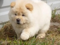POFUDUK CHOW CHOW YAVRULARIMIZ