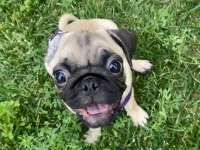 3 AYLIK ERKEK PUG