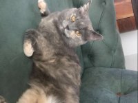 Ücretsiz sahiplendirme acil british shorthair