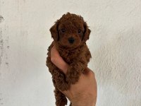 POODLE YAVRULARIMIZ SİZLERİ BEKLİYOR